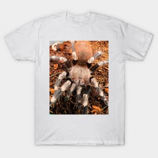 Nhandu chromatus/Brazilian Red and White Tarantula T-Shirt